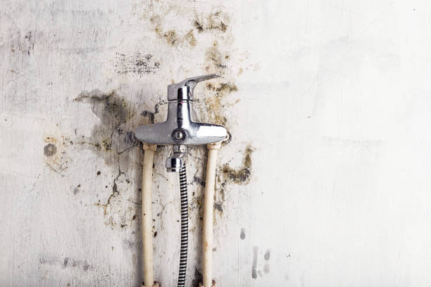 Best Mold Remediation Services  in New Canaan, CT