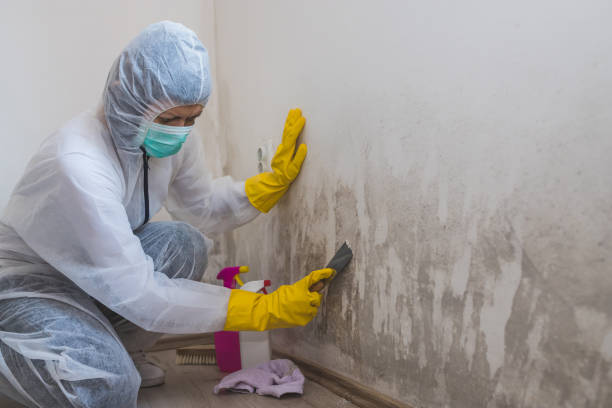 Mold Removal Process in New Canaan, CT