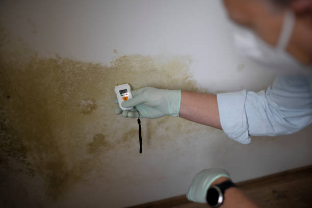 Professional Mold Removal in New Canaan, CT