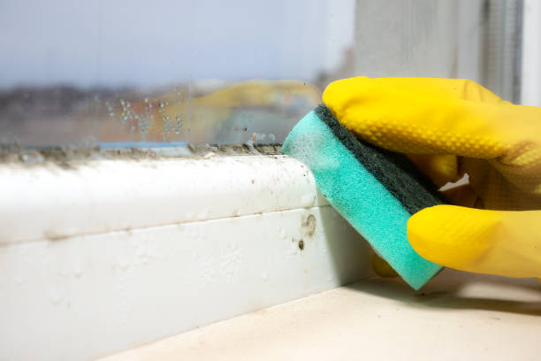 Certified Mold Removal in New Canaan, CT