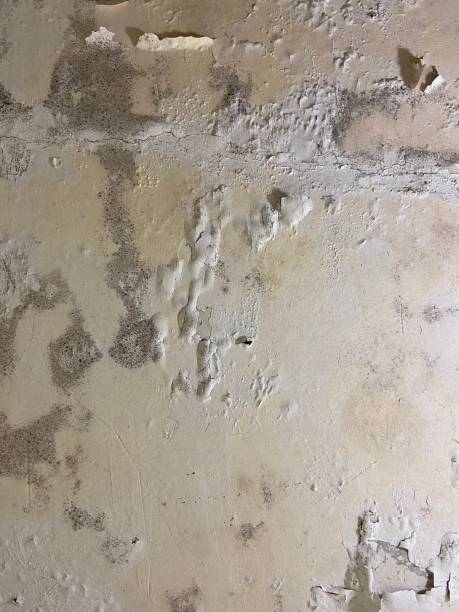 Best Fast Mold Removal  in New Canaan, CT