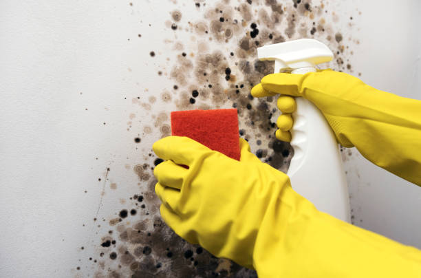 Best Black Mold Removal  in New Canaan, CT