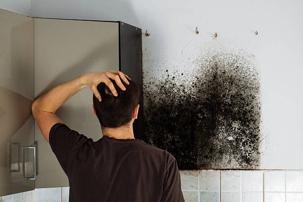 Best Mold Damage Repair  in New Canaan, CT