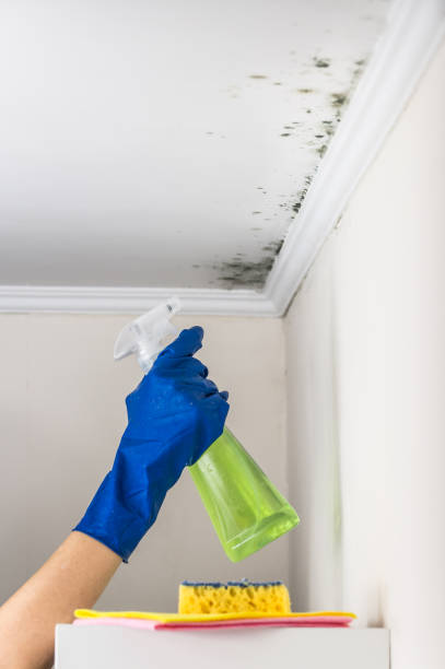 Best Mold Removal Company Near Me  in New Canaan, CT
