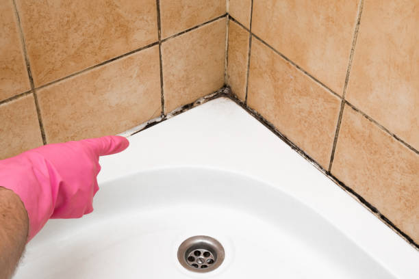 Best Mold Removal Near Me  in New Canaan, CT
