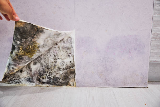  New Canaan, CT Mold Removal Pros